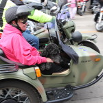 Woman with dog in sidecar on main street Sturgis