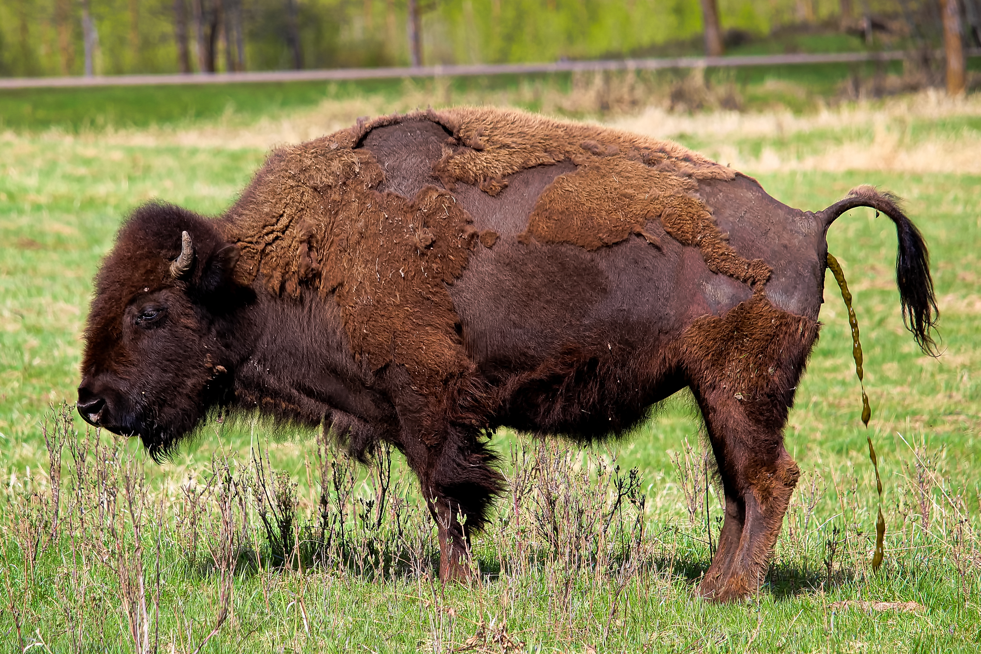 A bison making a watery buffalo chip.